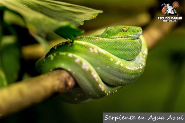 Fauna en Agua Azul - Escudo Jaguar Tours