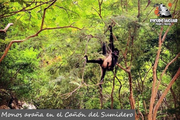 Fauna en el Cañón del Sumidero - Escudo Jaguar Tours