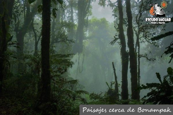 Selva Lacandona cerca de Bonampak y Yaxchilán - Escudo Jaguar Tours (2)