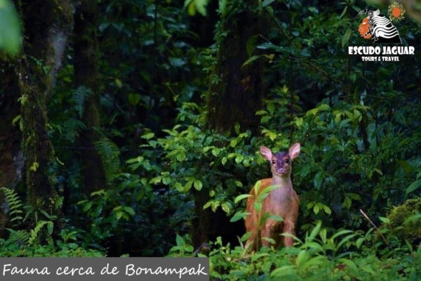 Selva Lacandona cerca de Bonampak y Yaxchilán - Escudo Jaguar Tours